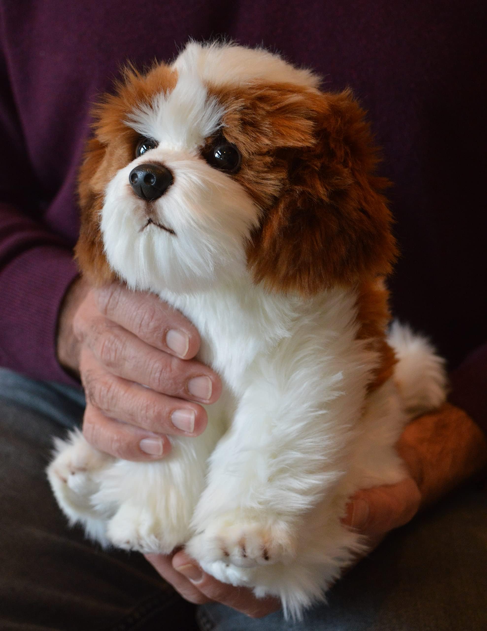 Small Shih Tzu Puppy- Stuffed Animal Therapy for People with Memory Loss from Aging