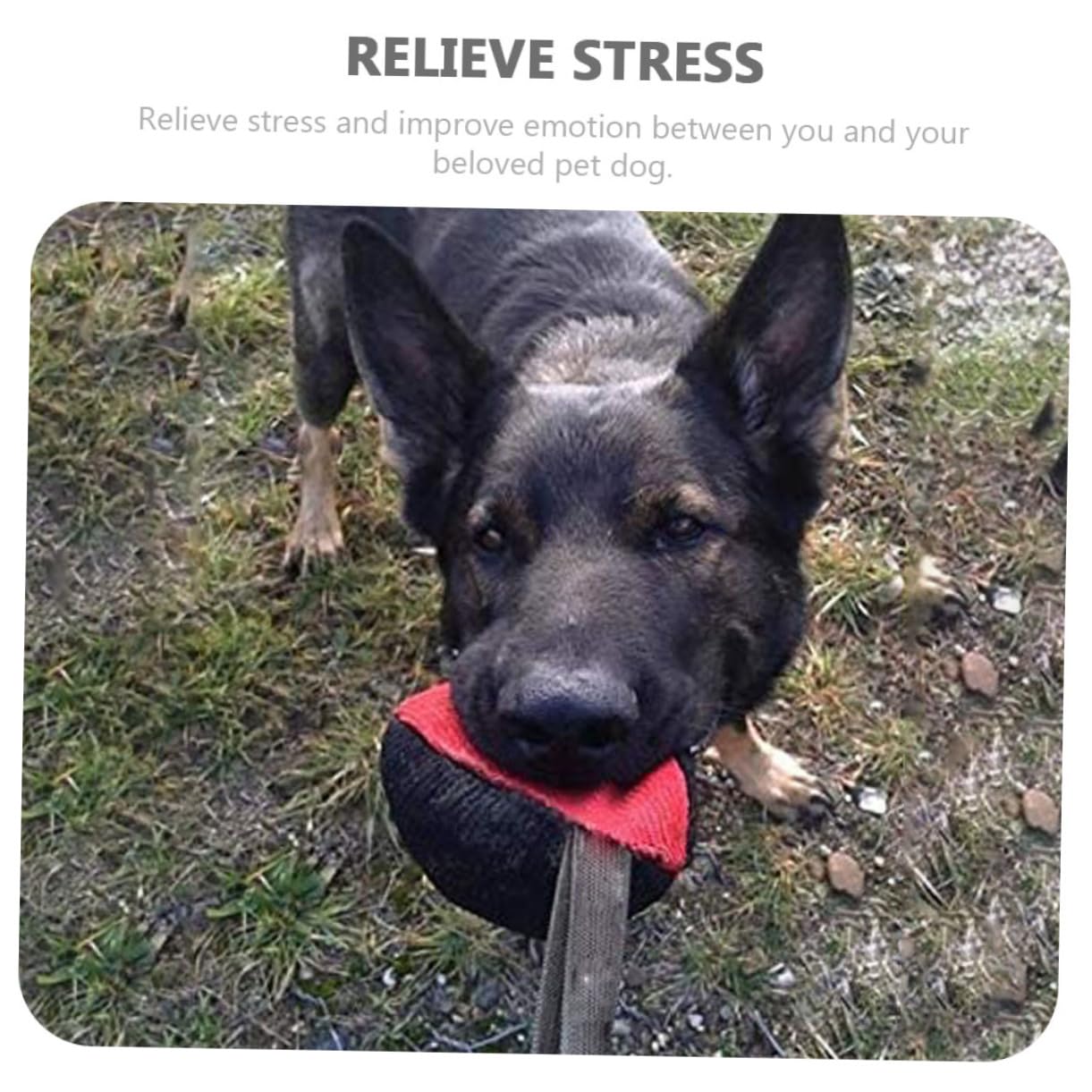Sosoport 3pezzi Giocattolo Interattivo Per Cani Gioco Da Masticare Per Cuccioli All Aperto Resistente e Indistruttibile Stimola Istinto Naturale Di Per Allenamento e Divertimento