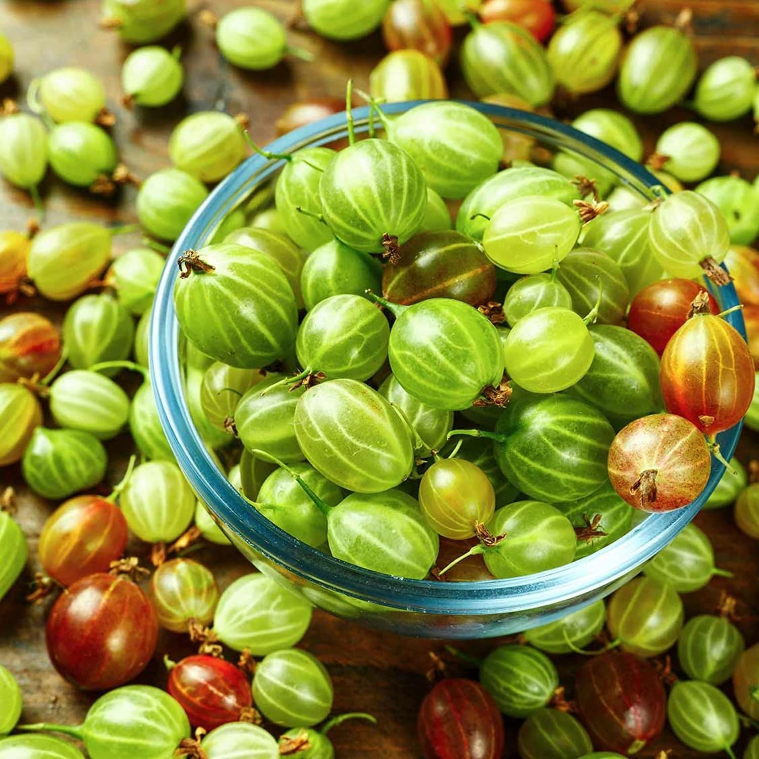 CZ Grain Sweet Gooseberry Bush