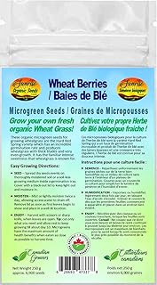 Wheat Berries Microgreen / Wheat Grass Seeds | Baies de Blé Graines de Micropousses | Certified Organic & Non-GMO | Net Wt. 250 Grams (approx. 6,900 seeds) | High Germination Rate | Product of Canada