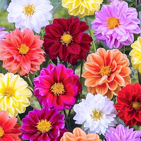 40+ Seeds Double Dahlia - Flower Mix