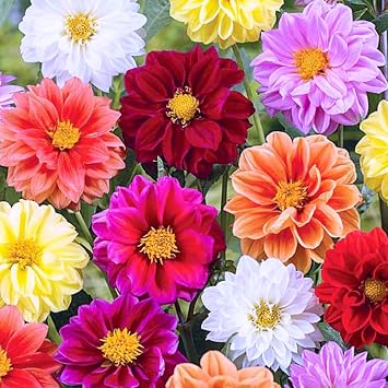40+ Seeds Double Dahlia - Flower Mix