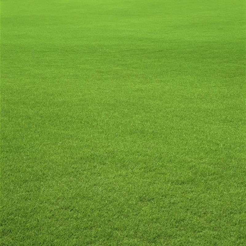 St augustine grass seeds | best grass seeds Pack of 15750-image-33