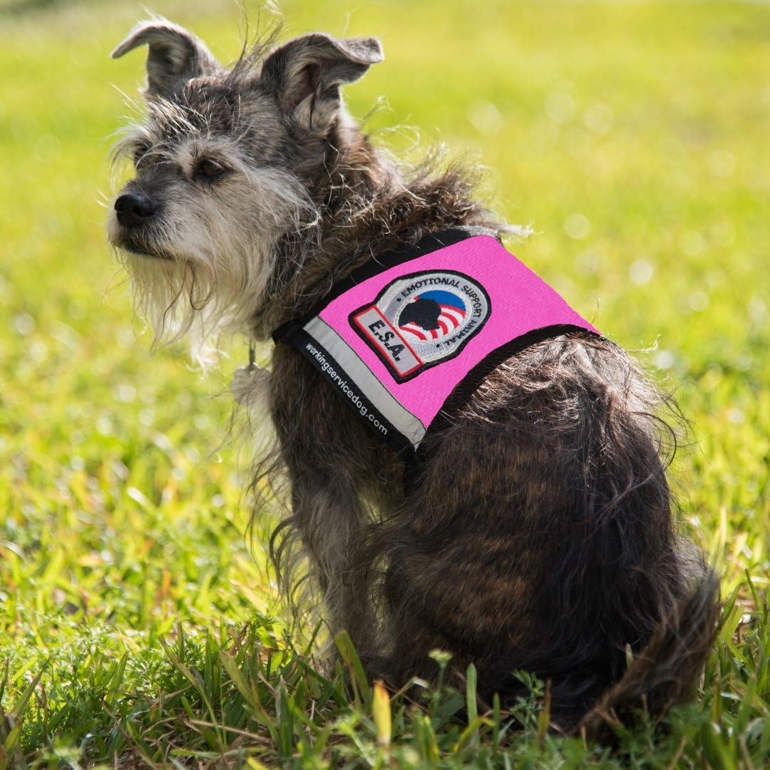 Premium Emotional Support Dog Vest for Small Dogs ESA - Includes 5 Federal Law ESA Handout Cards (XXSmall: 13-16" Girth, Raspberry)