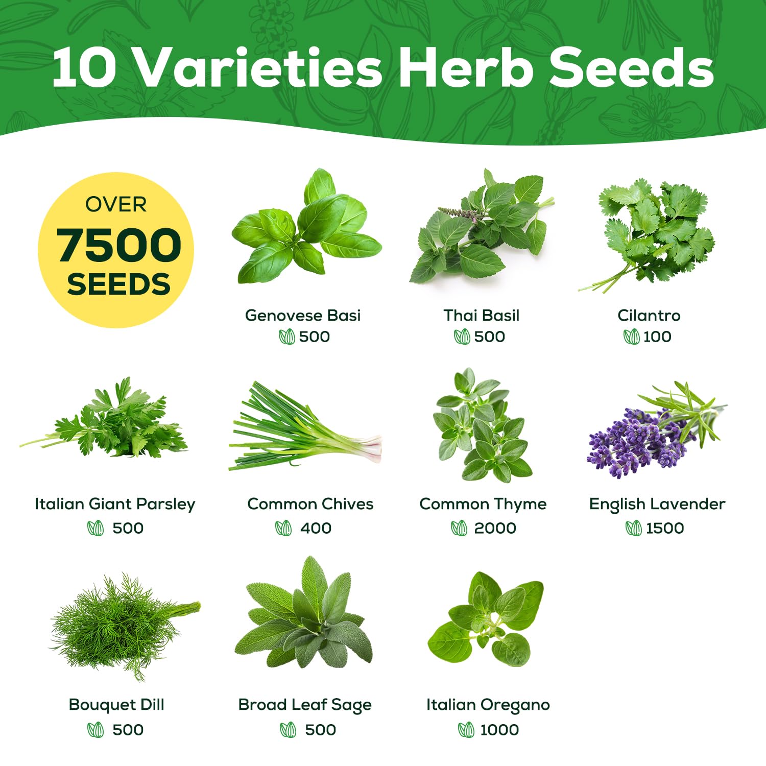 PLANTMEW 10 Herb Seeds Variety Pack - 7,000+ Heirloom Non-GMO