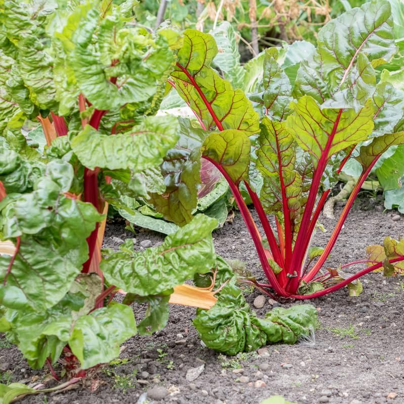 4 Rhubarb Plants for Planting, Cherry Red Rhubarb Roots, 4-6 Inch Starters, Live Perennial Vegetable for Home Gardens and Backyard Rows