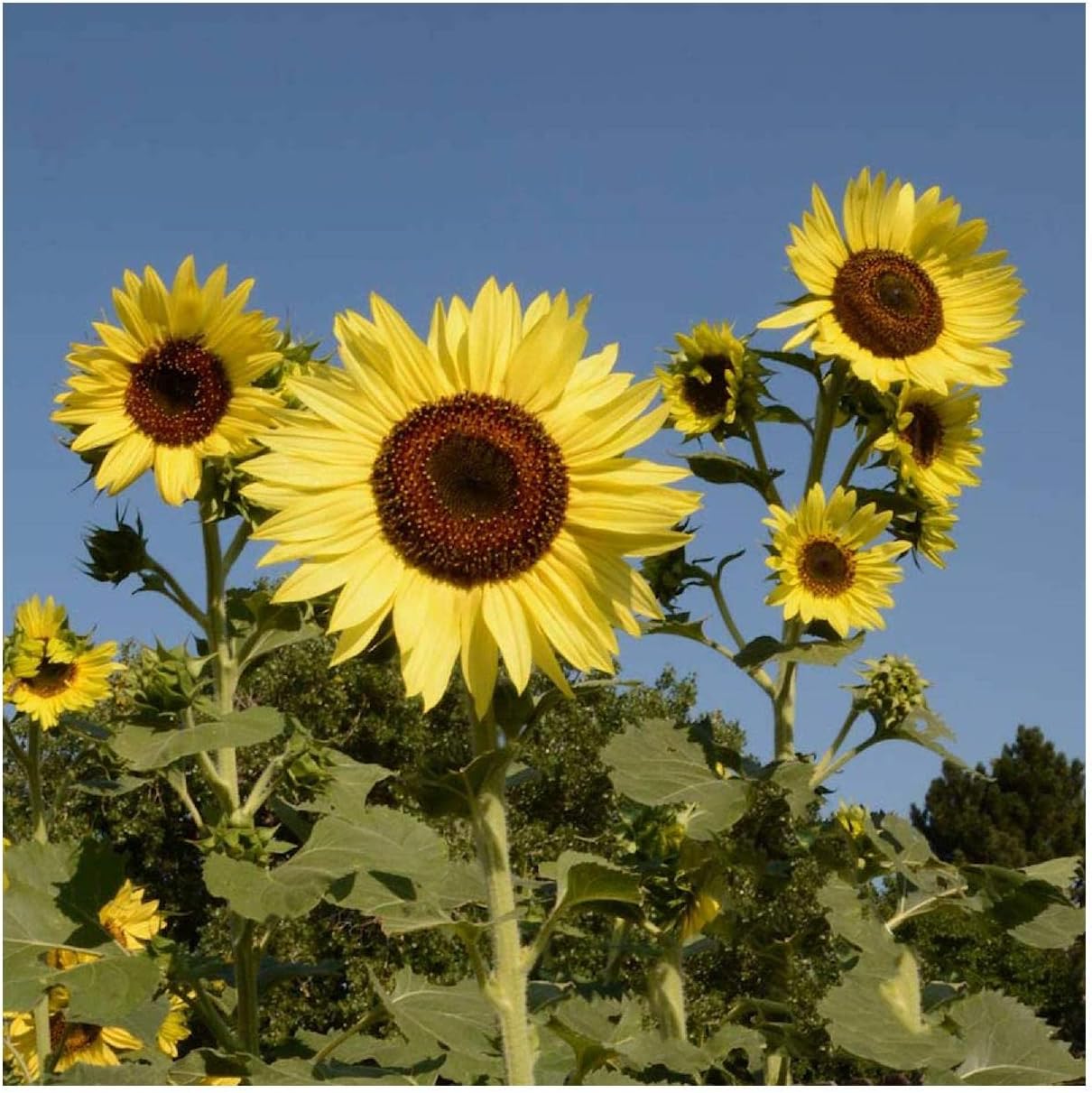 Everwilde Farms - 1 Lb Lemon Queen Sunflower Wildflower Seeds - Gold Vault
