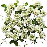 Vista 1 de Semillas de trébol blanco holandés para plantar (1 libra)