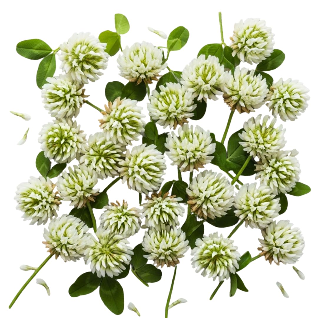 Discount Lawn Care White Clover 5lb