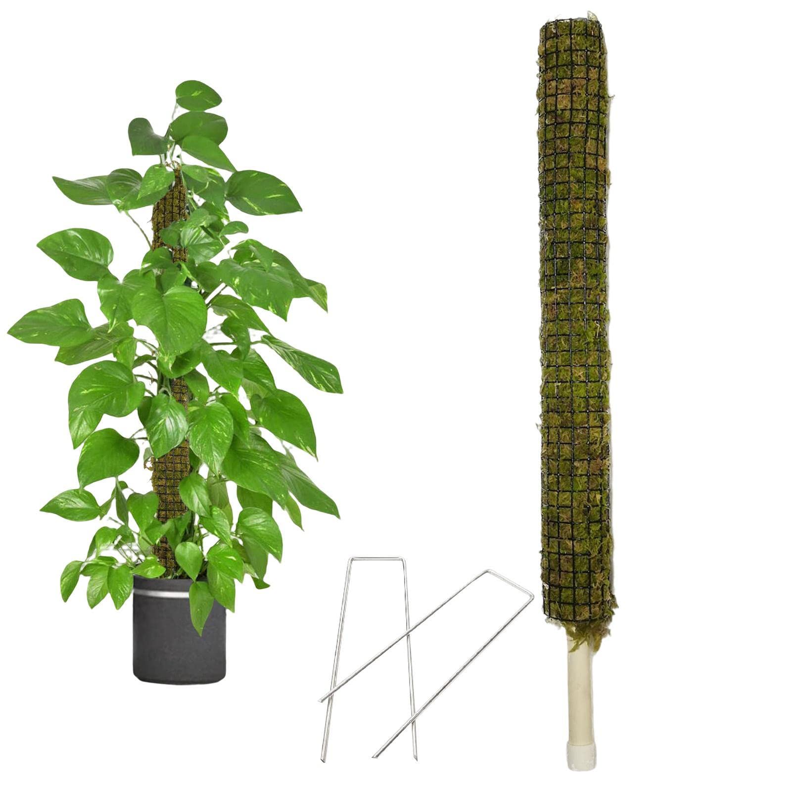2 Moosstangen für Pflanze Monstera | Pflanzenklettergerüst Rebe | Baumstab kann gebogen und geformt werden, Moosstab Dehnpflanzen Kletterstangen Pflanzenwachstum