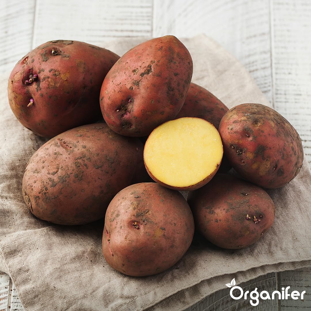 Patate Da Seme Biologiche Alouette A 28/35-500 Kg - Materiale Di Semina - Certificazione Skal Et Nak - Raccolta Dopo 90 Giorni - Resistenza Alle Malattie Contro Phytophthora - Organifer