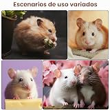 Ver la foto 5