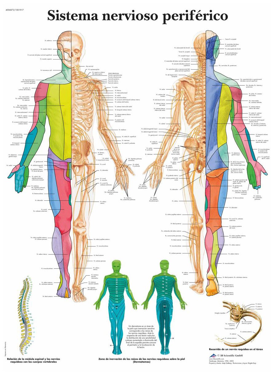 3B Scientific Peripheral Nervous System Chart, Spanish Nervous System Anatomy Poster, Educational Wall Chart of Peripheral Nerves for Medical, Biology & Healthcare Education