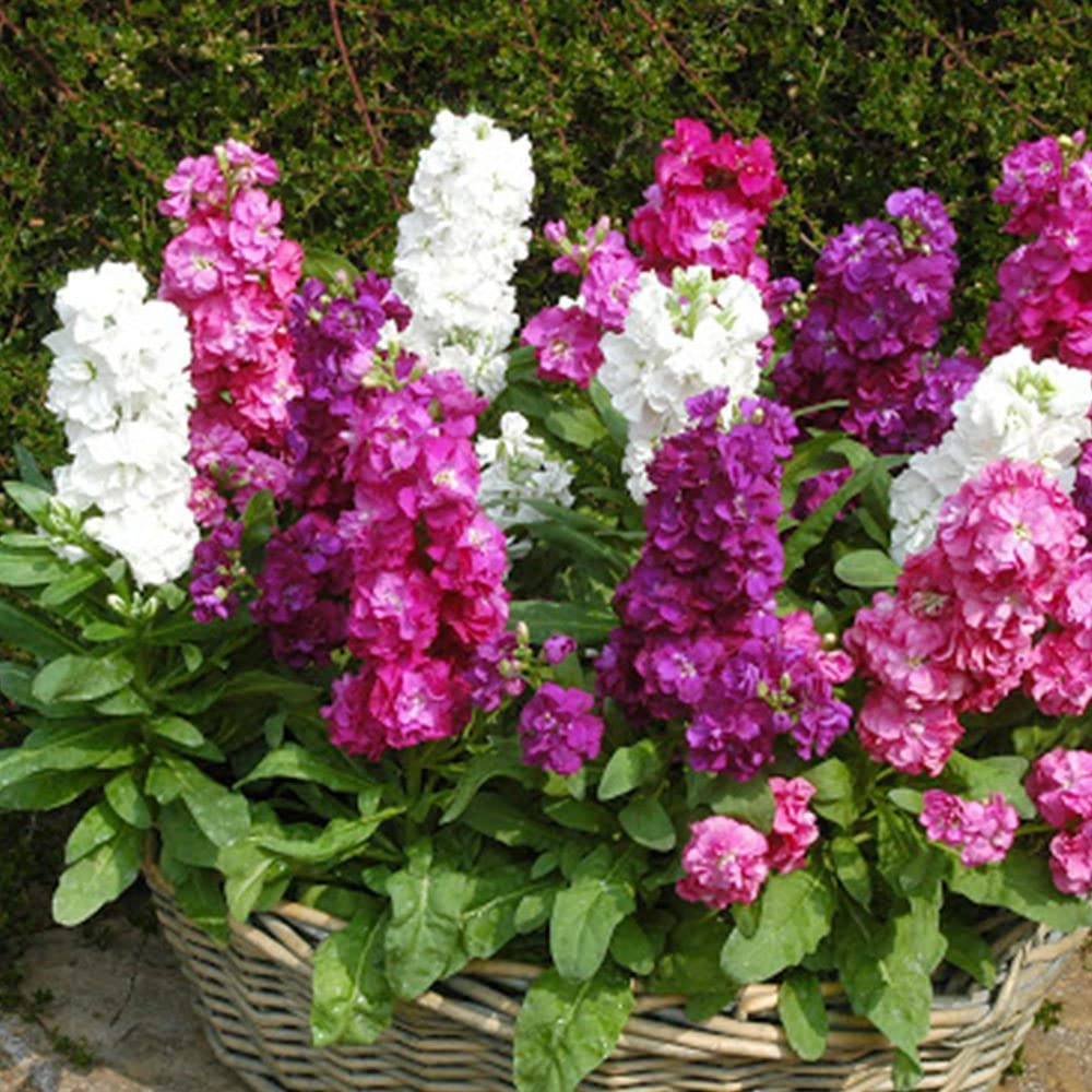 Nature Mayaa Stock Double mix plant seeds, hybrid, garden, all seasons flower Seeds 100+ (B0BDS6F28C) Amazon Price History, Amazon Price Tracker