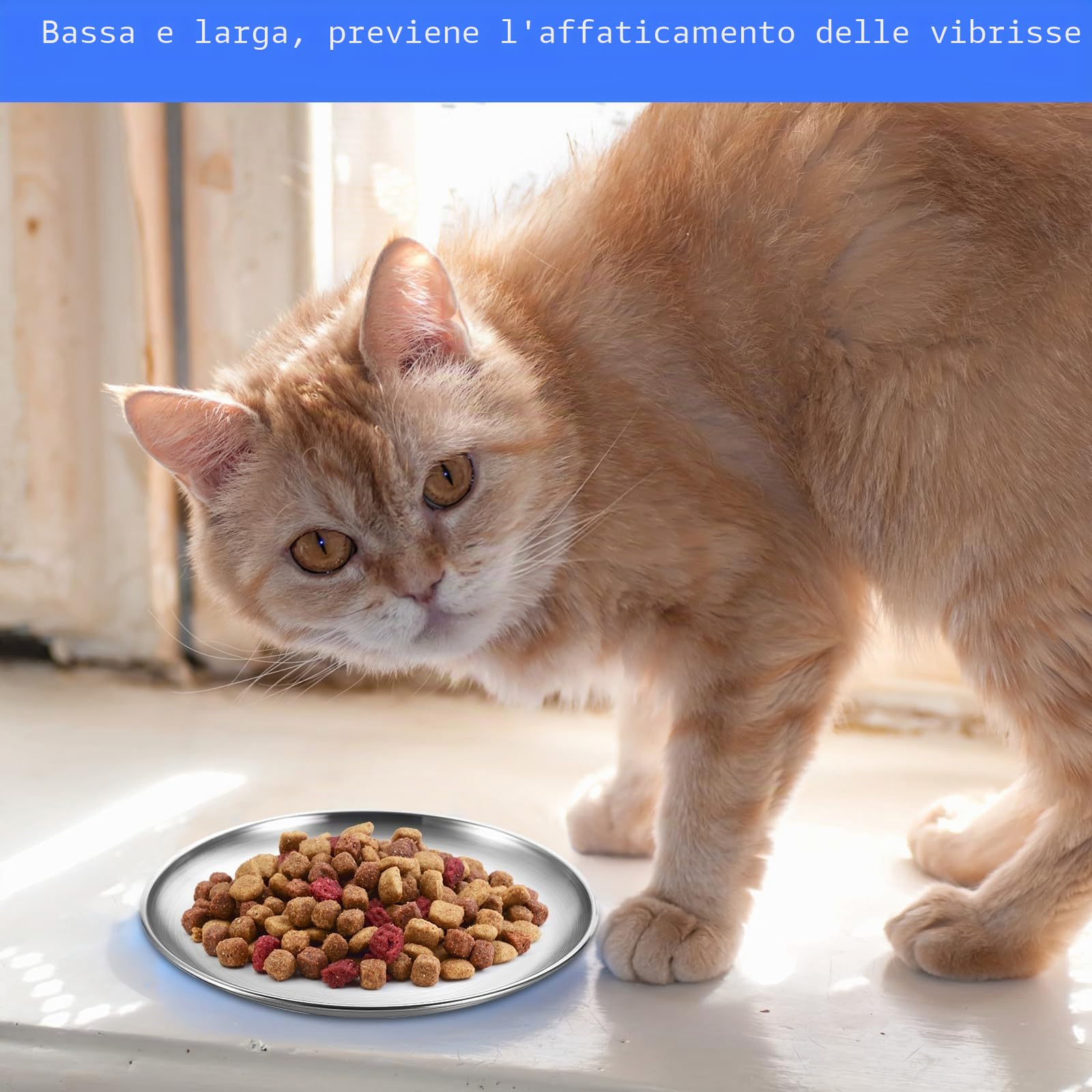 3 ciotole piatte per gatti in acciaio inox 14 cm Surefeed a prova di caduta