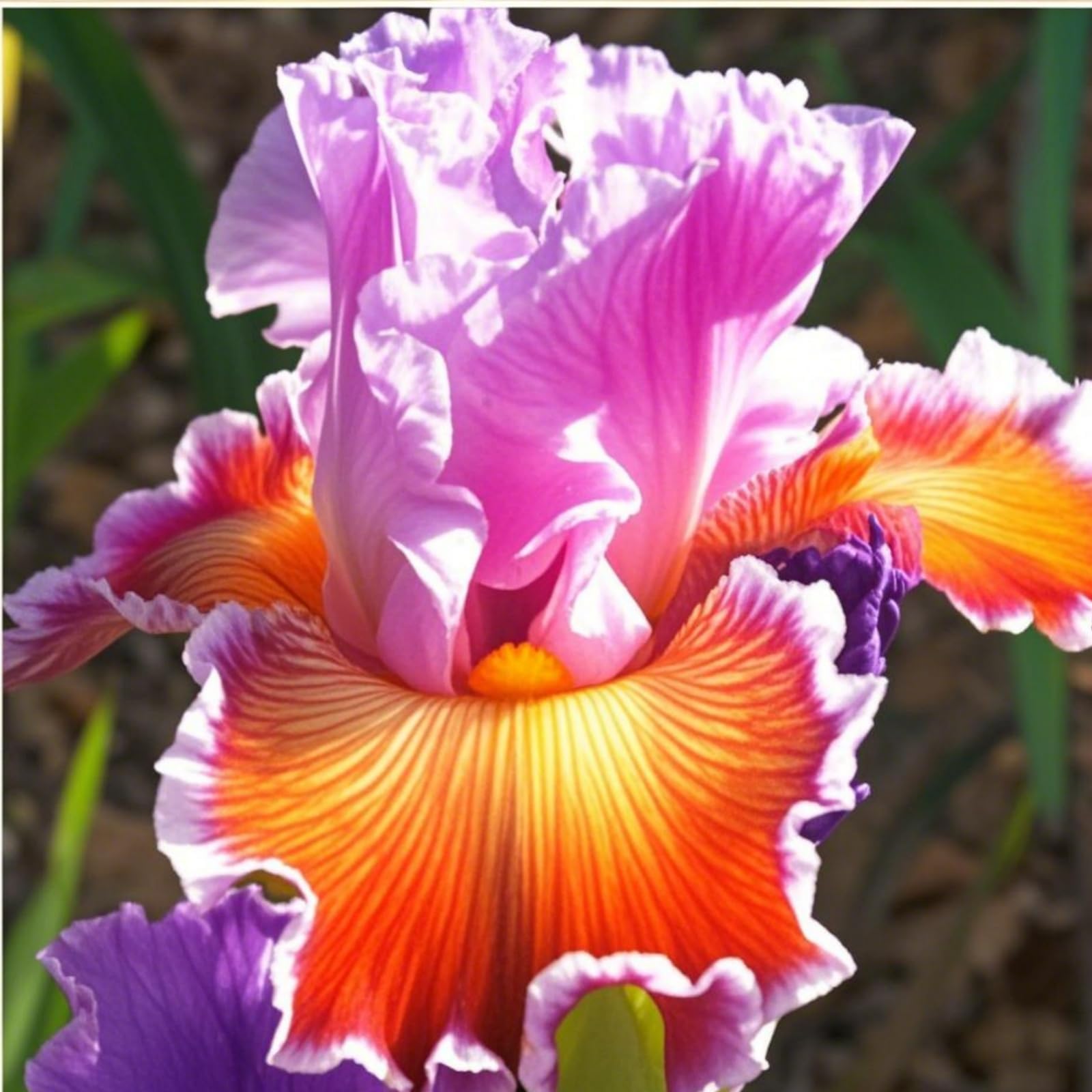 Elegant,Bearded Iris Bulbs Mix for Planting Now UK/Fragrant Large Bloom Iris Tubers,Hardy Plants for Garden Borders,Perennial,Excellent Display,Garden Stakes.-4Rhizome-E
