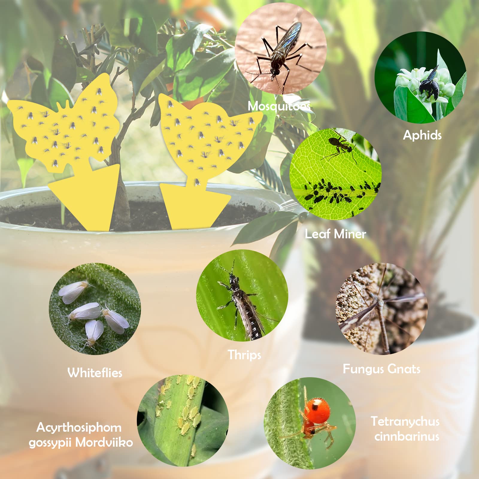 72Pièces Pièges Collants Pour Mouches Des Fruits Pièges à Moucherons