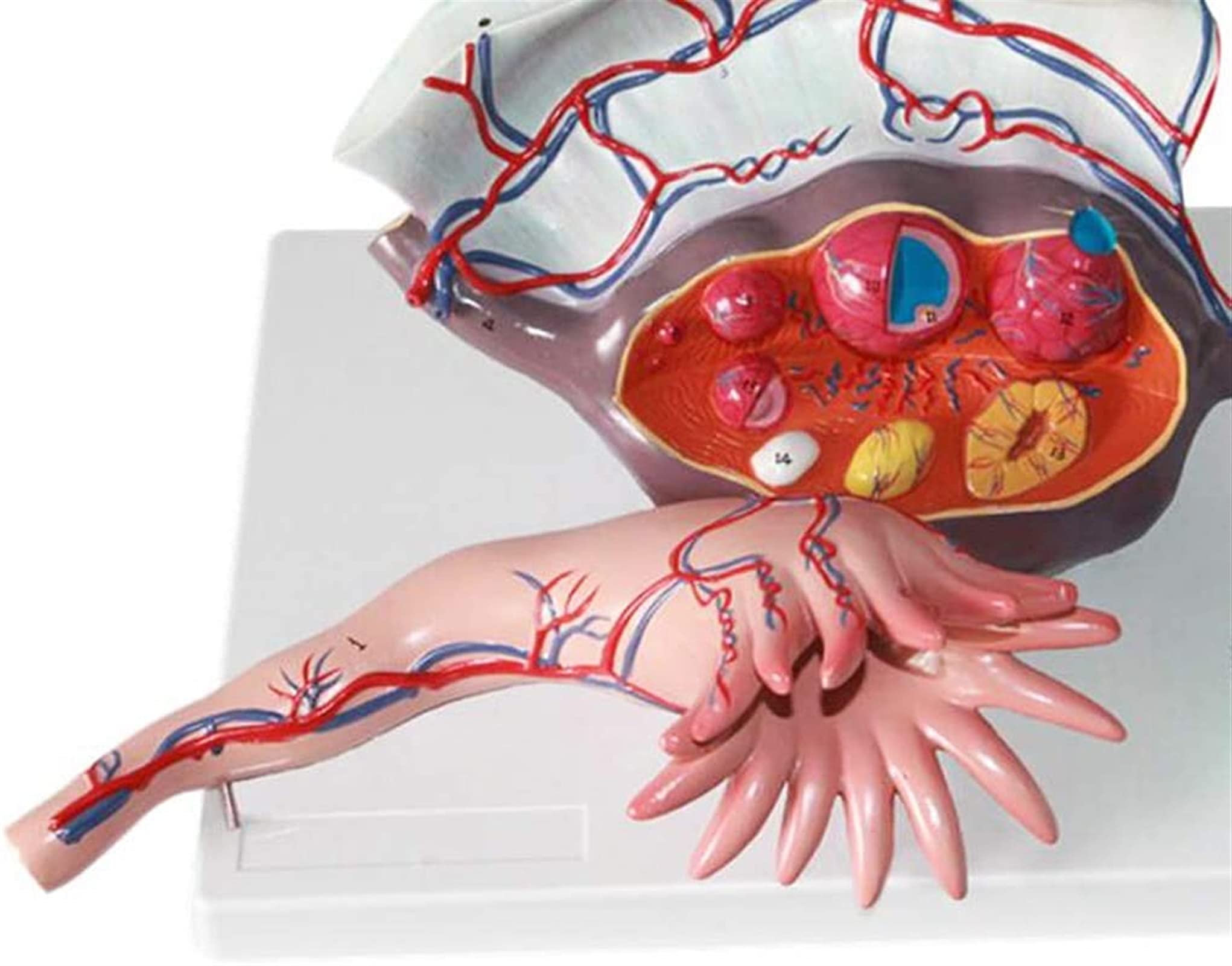 Model Badania Anatomii Macicy Model Powiększenia Jajnika Model Skóry I Układu Płciomoczowego Medyczna Pomoc Edukacyjna, Modele Medyczne Materiały Edukacyjne