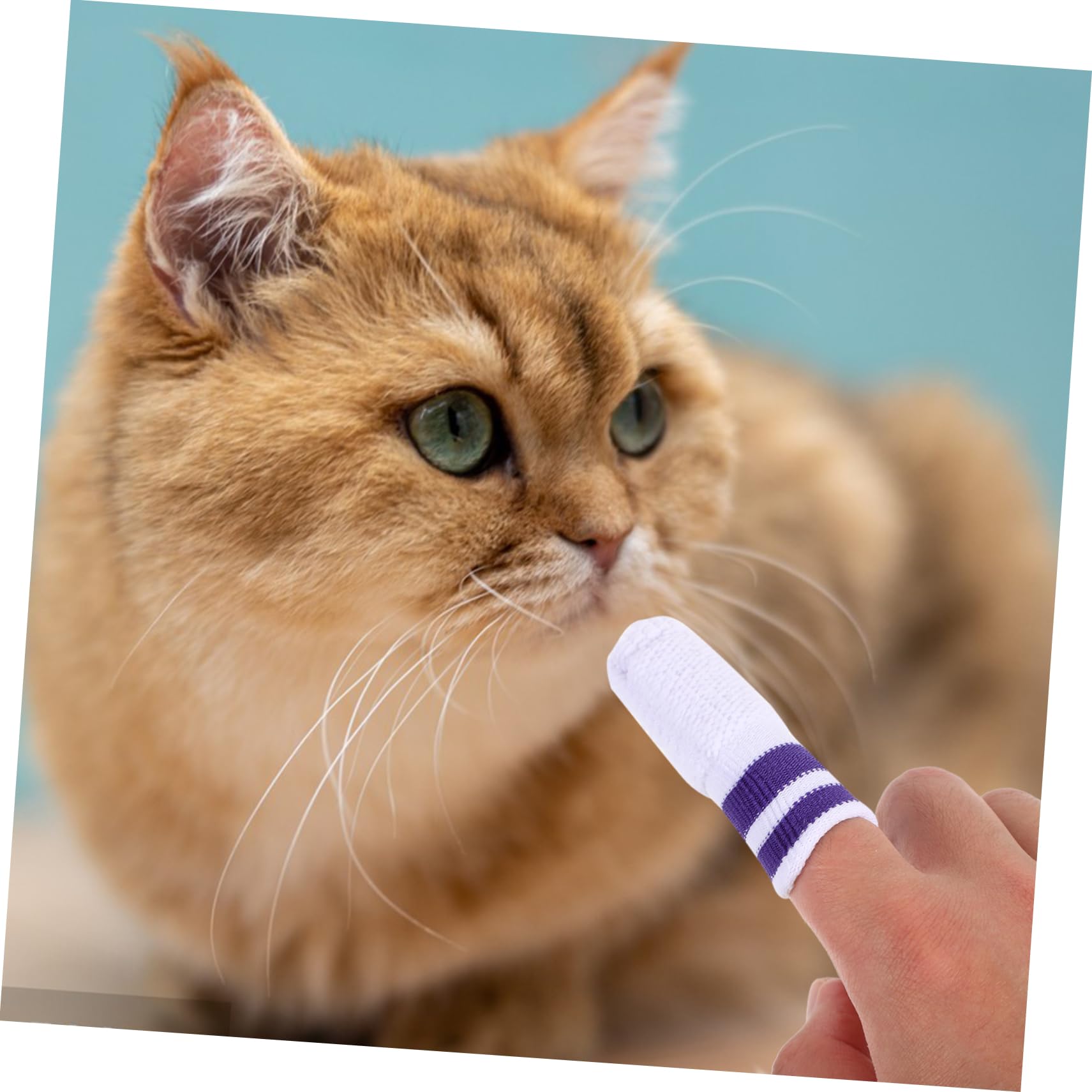Toddmomy 30stücke Haustier Fingerzahnbürste Für Hunde Und Katzen Sanfte Zahnreinigung Mit Oral Pads Für Gesunde Zähne Und Frischen Atem Für Kleine Tiere