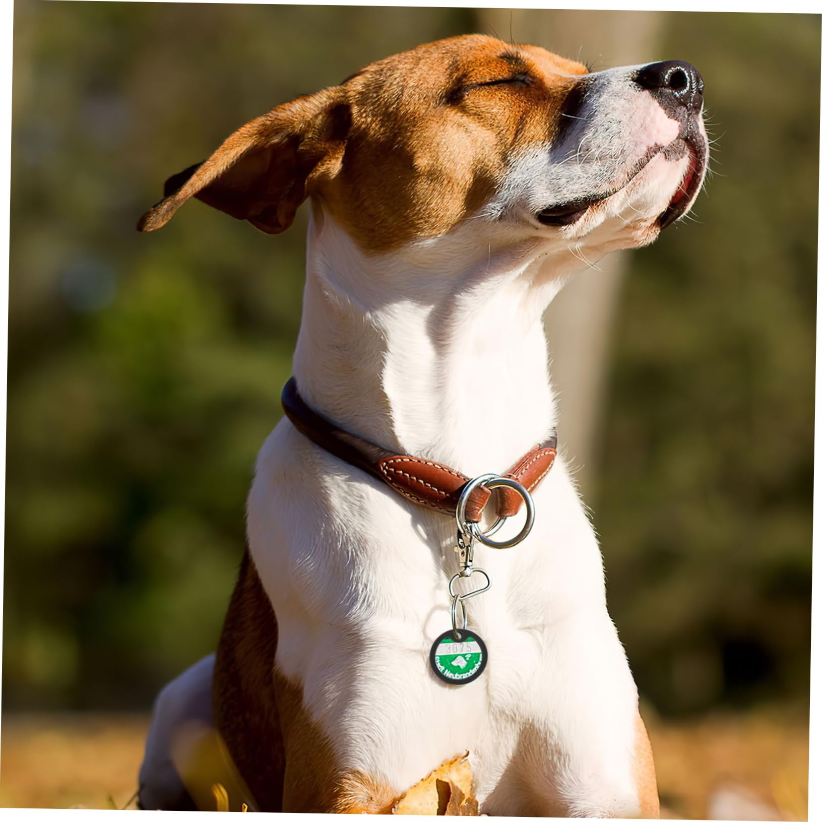 POPETPOP 60pezzi Silenziosi Per Medagliette Per Per e Collare Accessori Pet Per Dei Tag