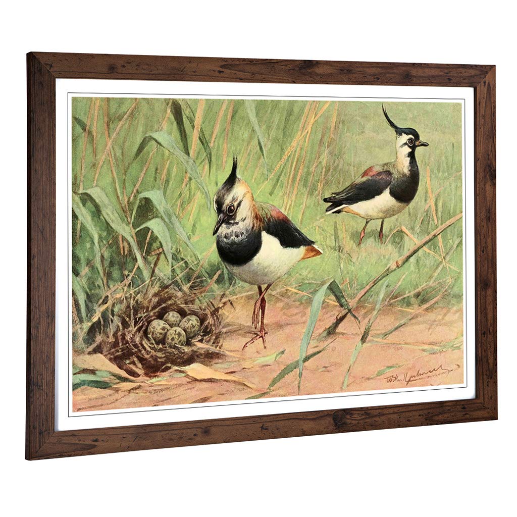 Big Box Art Framed Print of Vintage W Kuhnert Northern Lapwing Design | Wall Art Picture | Home Decor for Kitchen, Living Room, Bedroom, Hallway, Walnut, A2 / 24.5x18 Inch / 62x45cm
