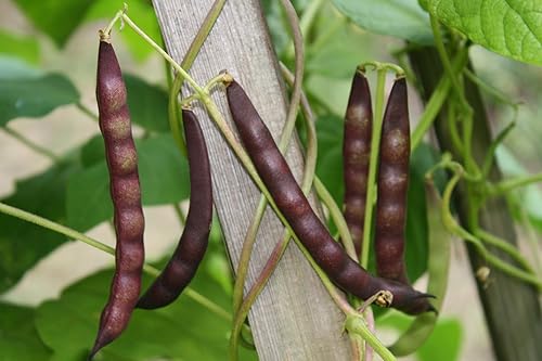 Miniatura 6 de Granos de tortuga negros orgánicos, ricos en fibra y proteínas, crudos, sin OMG, veganos a granel, 18 libras