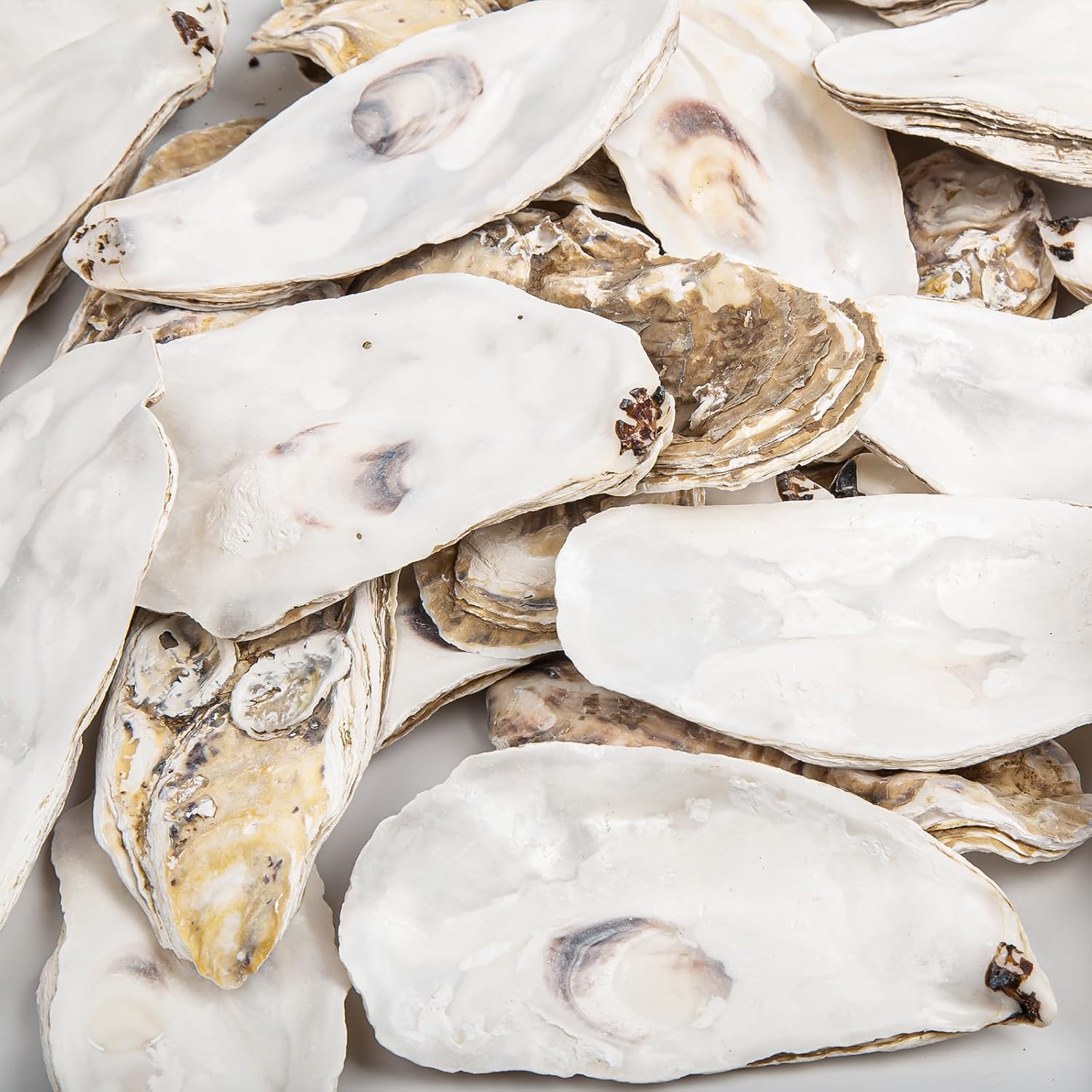 35pcs 4-5in Long Flat Oyster Shells, Oyster Shells for Crafts,Nautical Decor Vase Filler, Shells Bulk for Home Decor, DIY Crafts Sea Shells, Candle Making