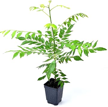 Murraya Koenigii, Bergera Koenigii, Sweet Neem, Murraya Curry Leaf Plant, Indian Curry Tree, Cnt Sz 3"