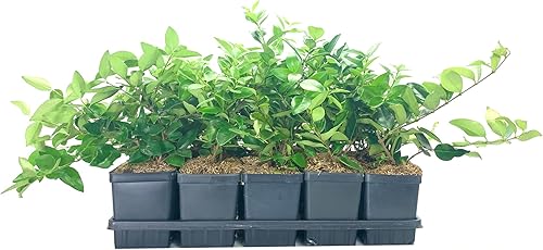 Miniatura 2 de Ligustrum Waxleaf Privet - 12 plantas de cuarto de galón en vivo, cobertura de privacidad en verde perenne