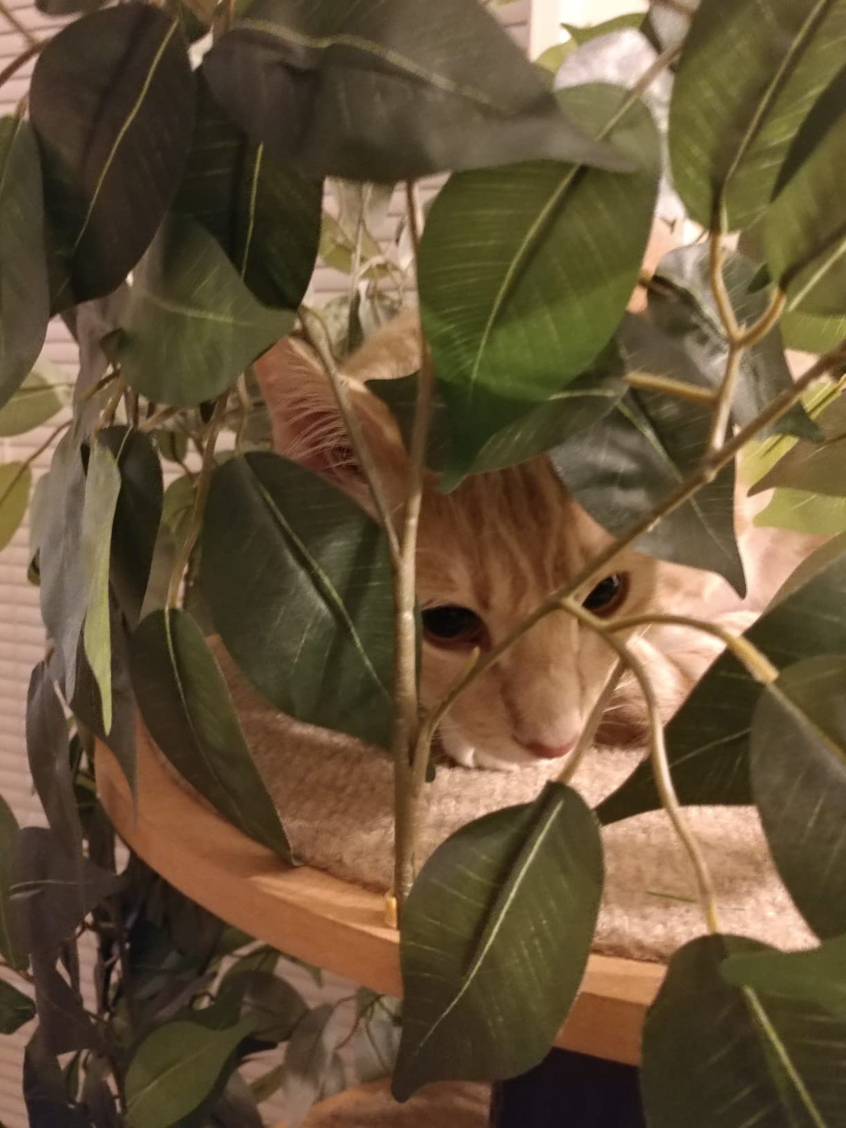 16/mo Finance On2Pets Cat Condo Furniture (Square Base, Large) Buy