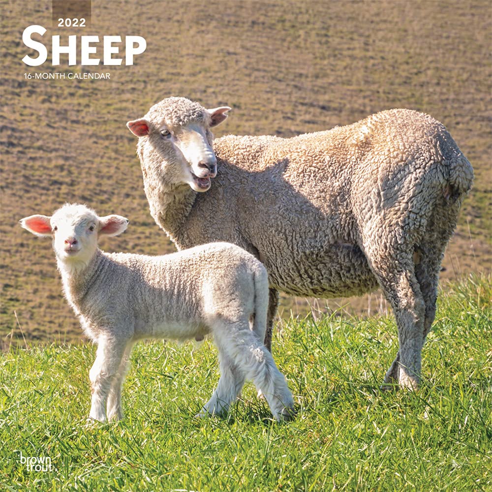 ひつじ ページ Amazon | Sheep 2022 Wall Calendar (ひつじカレンダー/日曜始まり