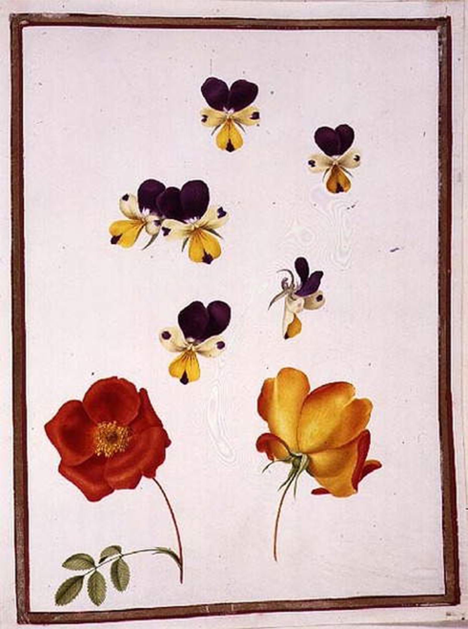 SERENDIPITP Vintage Wall Art Canvas Nordic Poster Canvas Print Picture Six Heads of Pansies and Two Rosa Foetida by Nicolas Robert Wall Art Poster for Home Decor 60x90cm