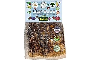 1500 Live Ladybugs for Your Garden