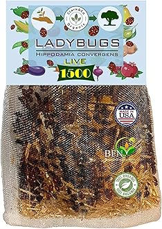 1500x1 Live Ladybugs - Good Bugs - Ladybugs for Garden - Guaranteed Live Delivery!