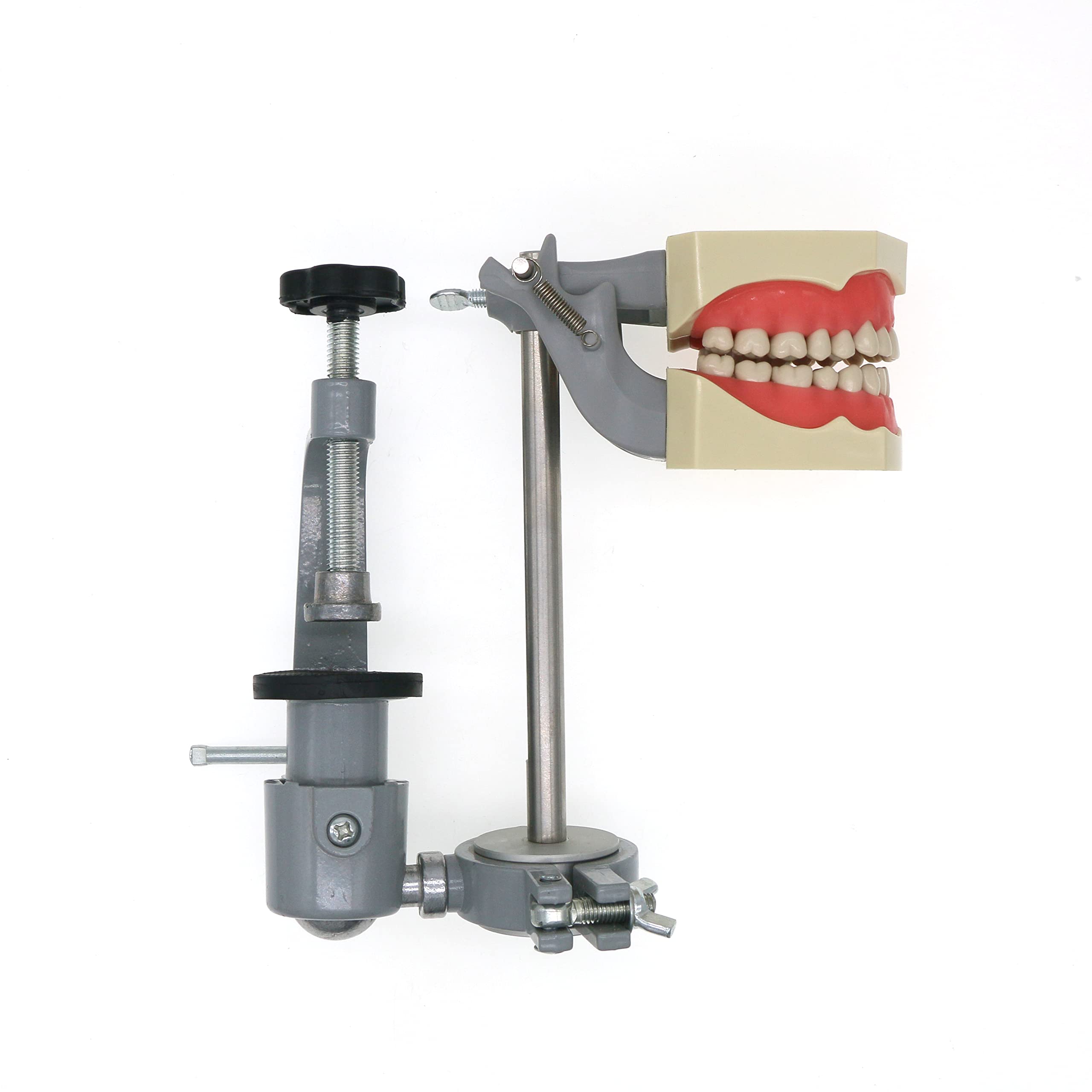 Dental Typodont Model Fit Columbia Dentoform 860 Type with 32pcs Removable Teeth M8030 (Teeth Model Mounting Pole KIT)