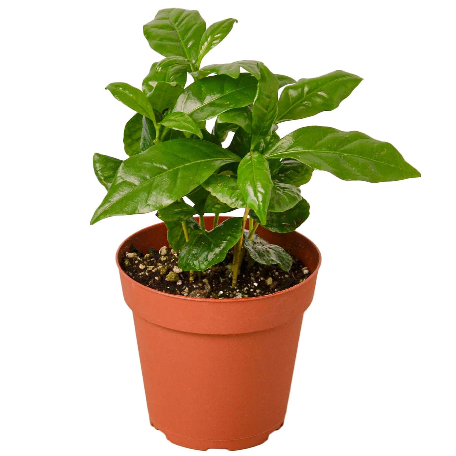 Thirsty Leaves Arabica Coffee Live Plant
