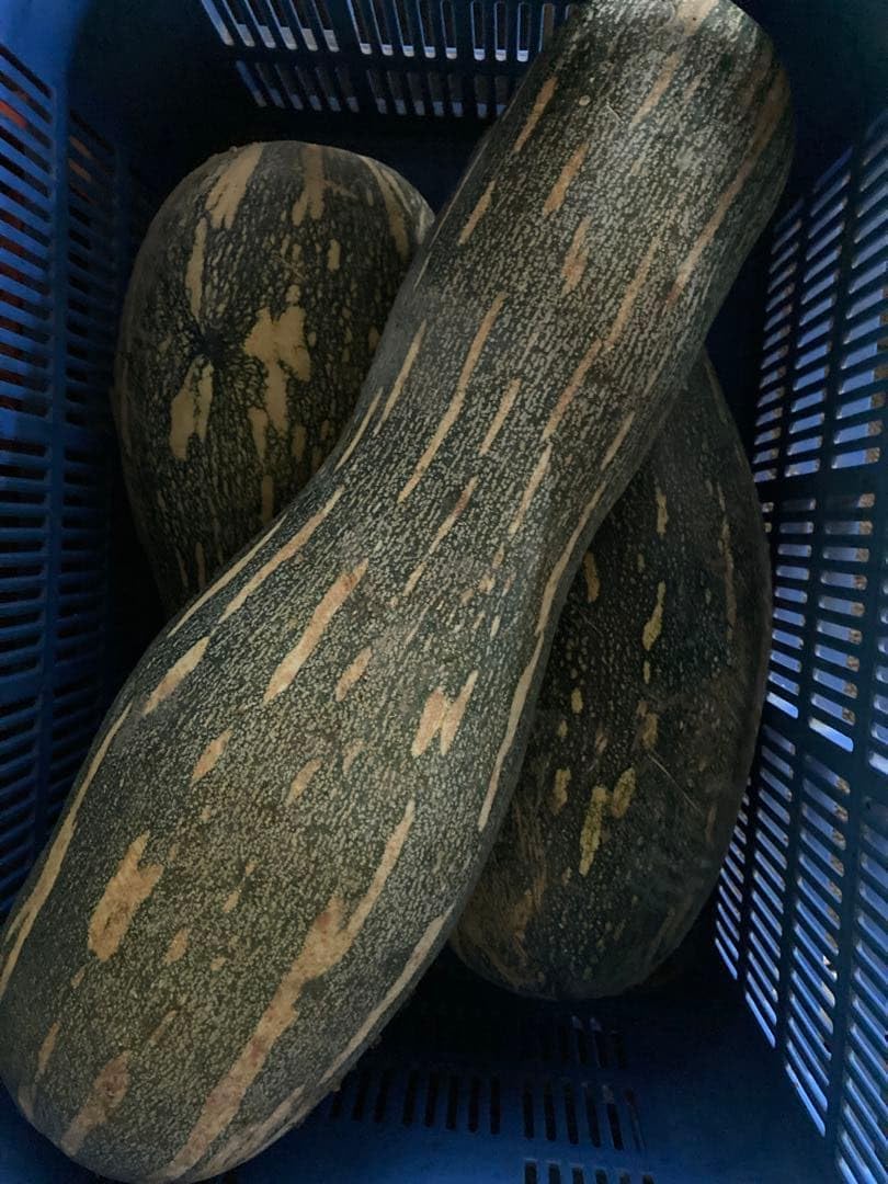 つるくびかぼちゃ 2本 約8~10キロ