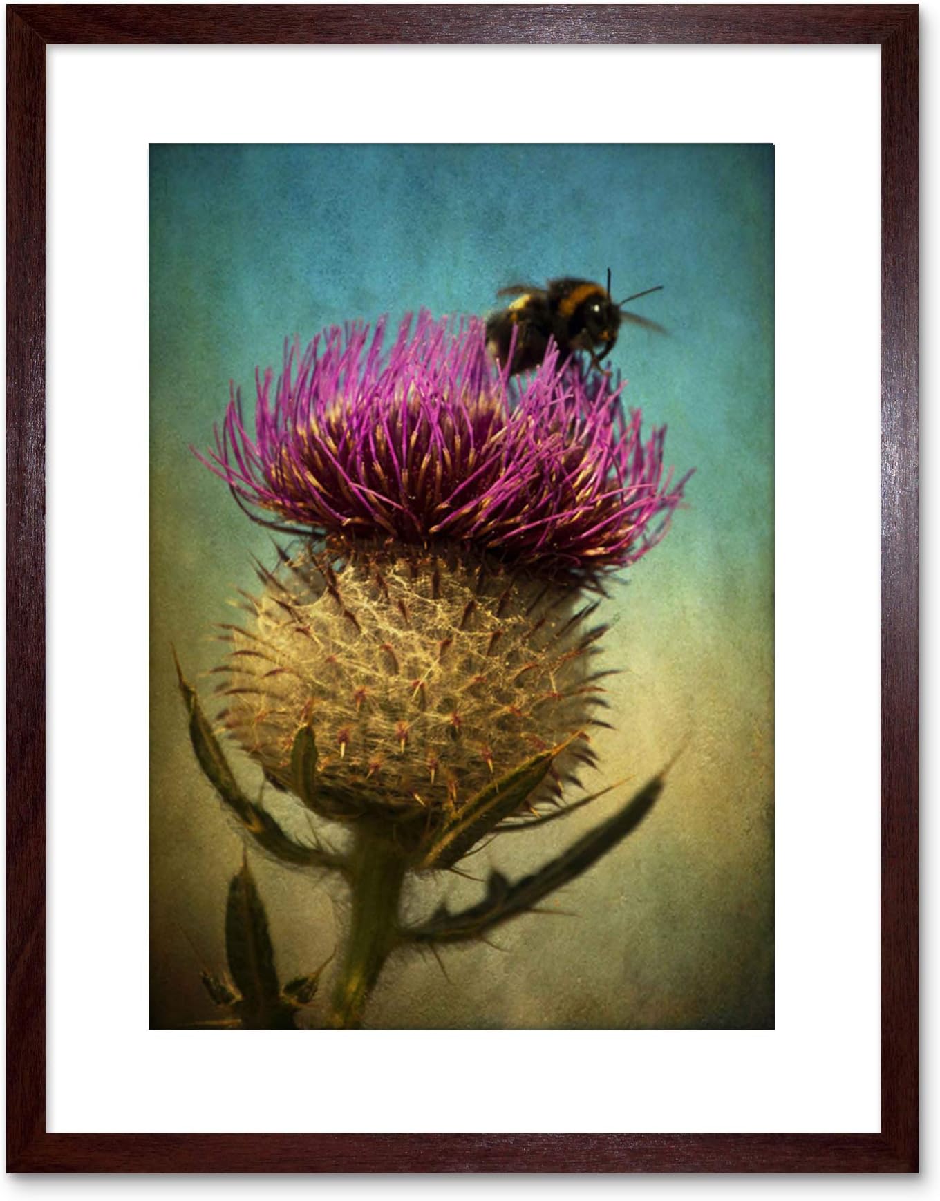 Wee Blue Coo Photo Bumble Bee Thistle Flower Scotland Framed Wall Art Print