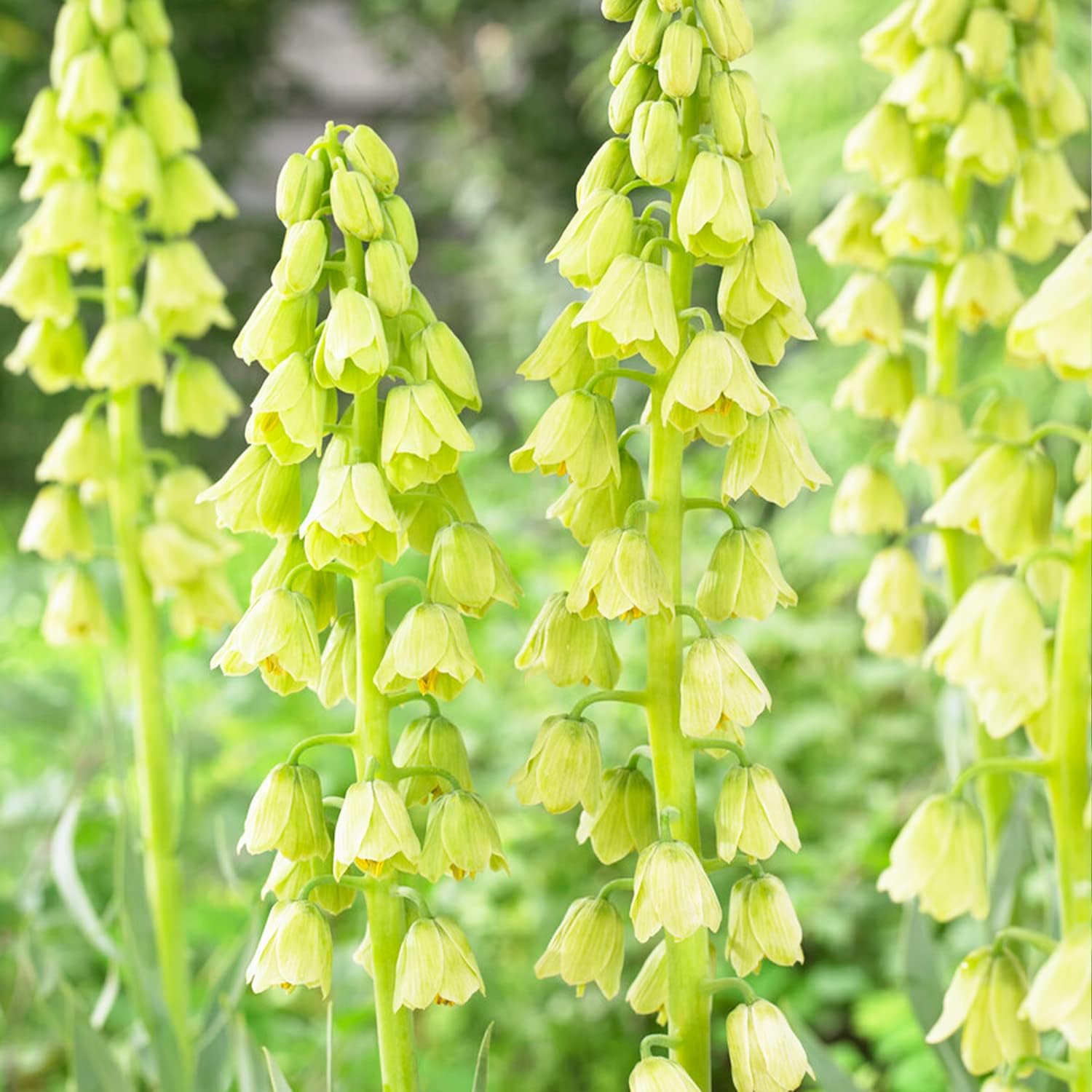 Kaiserkronen Zwiebeln 7 Stück - Winterharte Gartenblumen Mehrjährig