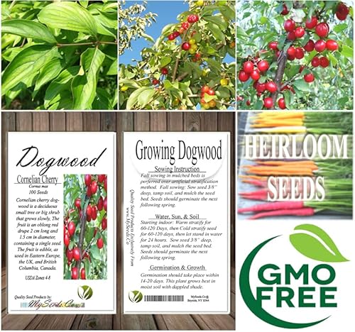 Cedar, Dogwood, Pine, Redwood, Spruce, Tree Seed By Myseeds.co, You Choose The Color N Quantity (1 Pack, Cornelian Cherry - Big Pack) #TOP4