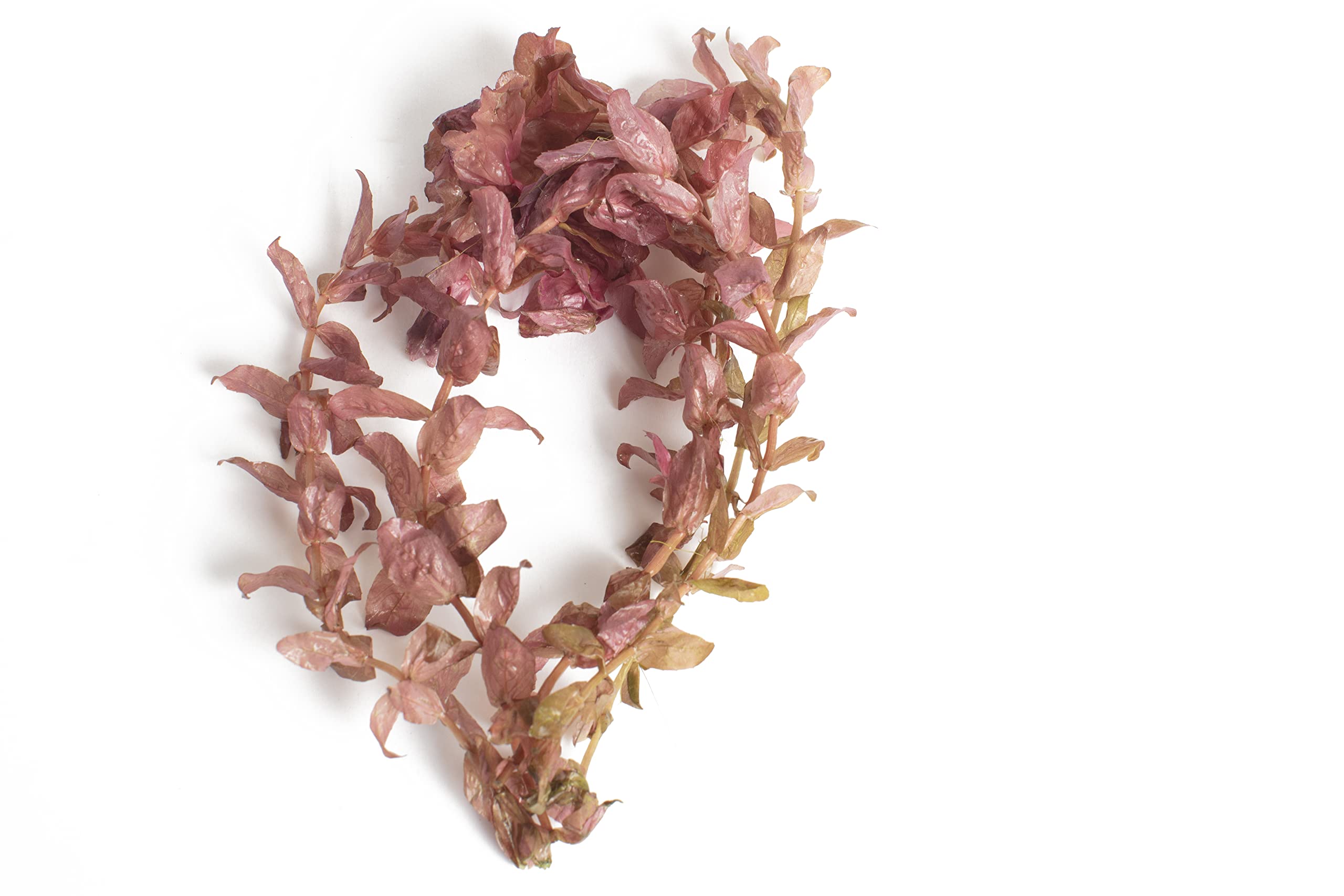 Lincolnshire Pond Plants Ltd - Rotala macrandra-submerged Live Aquarium Plant for Freshwater Tropical Tanks Aquascaping (10x Loose)