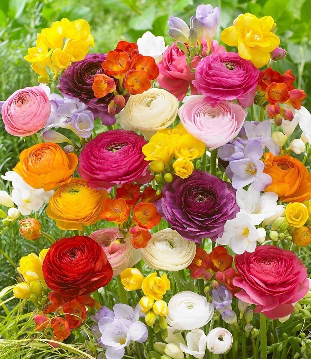 Baldur Garden Freesia & Ranunculus Mix 'Butterfly Beauty', Pack of 35