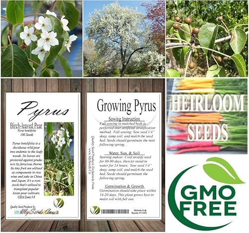 Pyrus Betulifolia (Birch-Leaved Pear) Tree Seed, Small Elongated Green Leaves, White Flowers, You Choose The Quantity (1 Pack) #TOP6