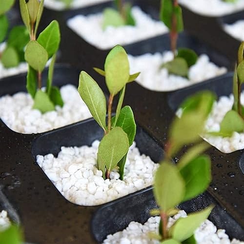 Miniatura 3 de Perlita orgánica para plantas, enmienda del suelo para mejorar el drenaje y el crecimiento, ideal para mezclas de macetas (10 cuartos de galón)