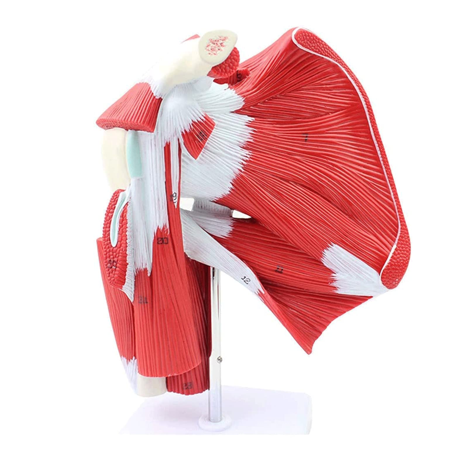 YNIYUJKL Skeleton Model Anatomy Model Human Shoulder Joint With Muscle Human Anatomy Model For N Muscle Organs Model Human Model