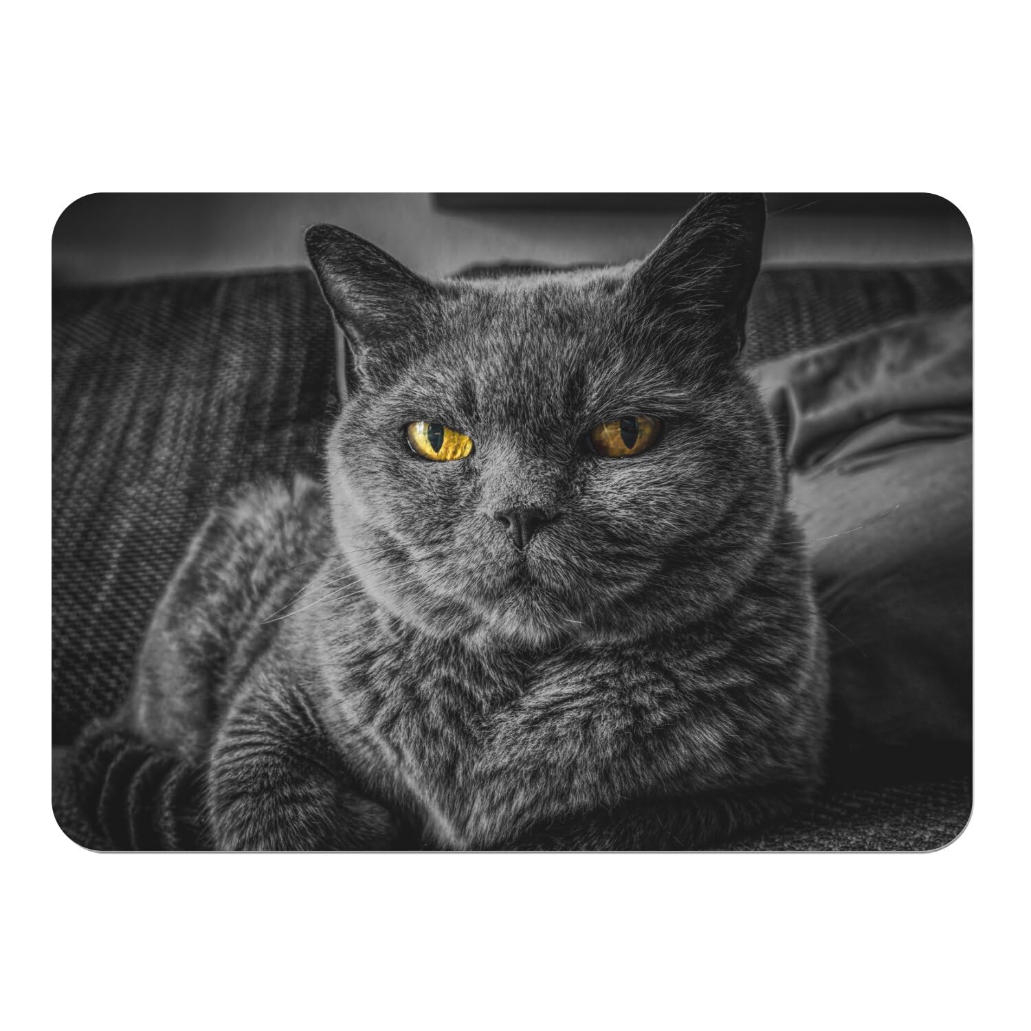 Sets de table chat chartreux en liège grand format 40x29 cm | Lot de 4