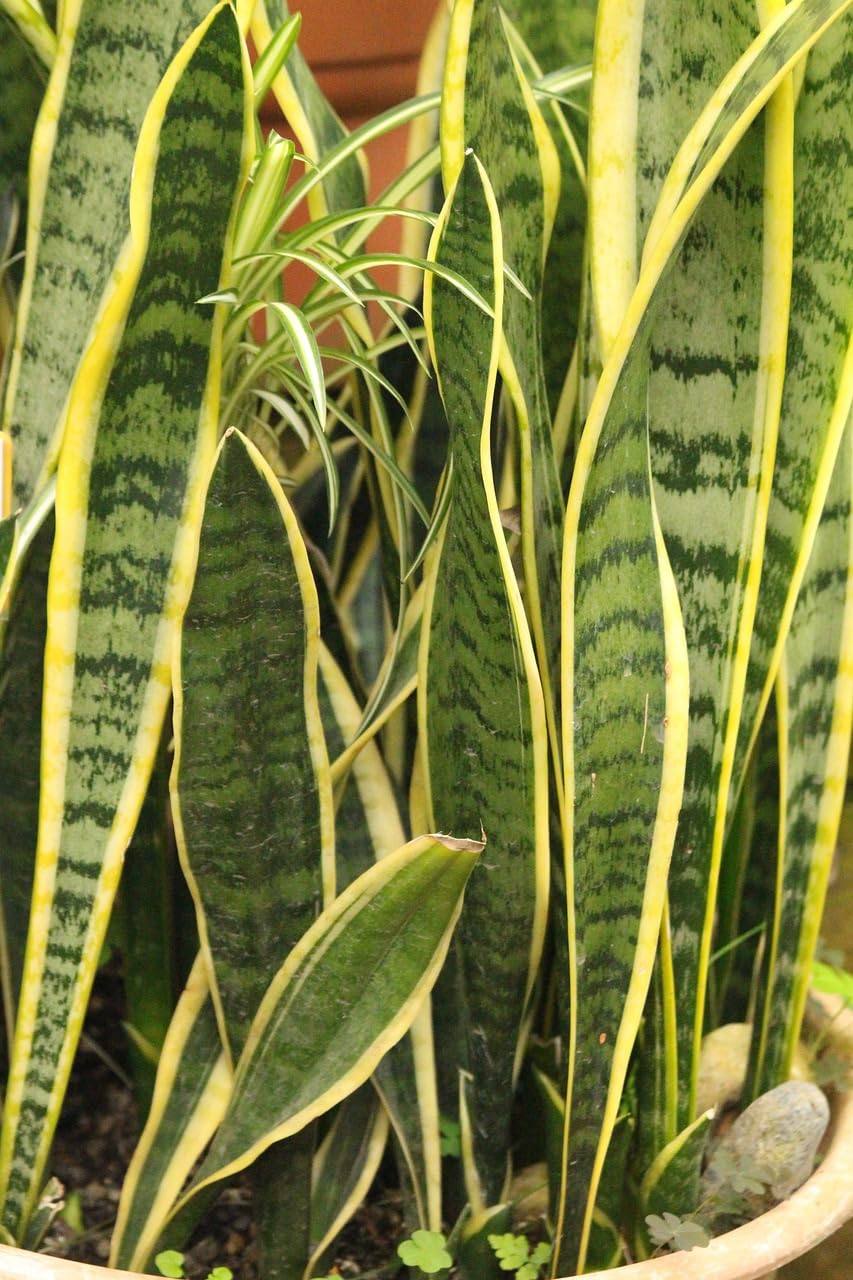 Snake Plant/Dracaena trifasciata/Sansevieria Trifisciata for Home,Kitchen, Bedroom, Office Table & Garden Plant-image-41