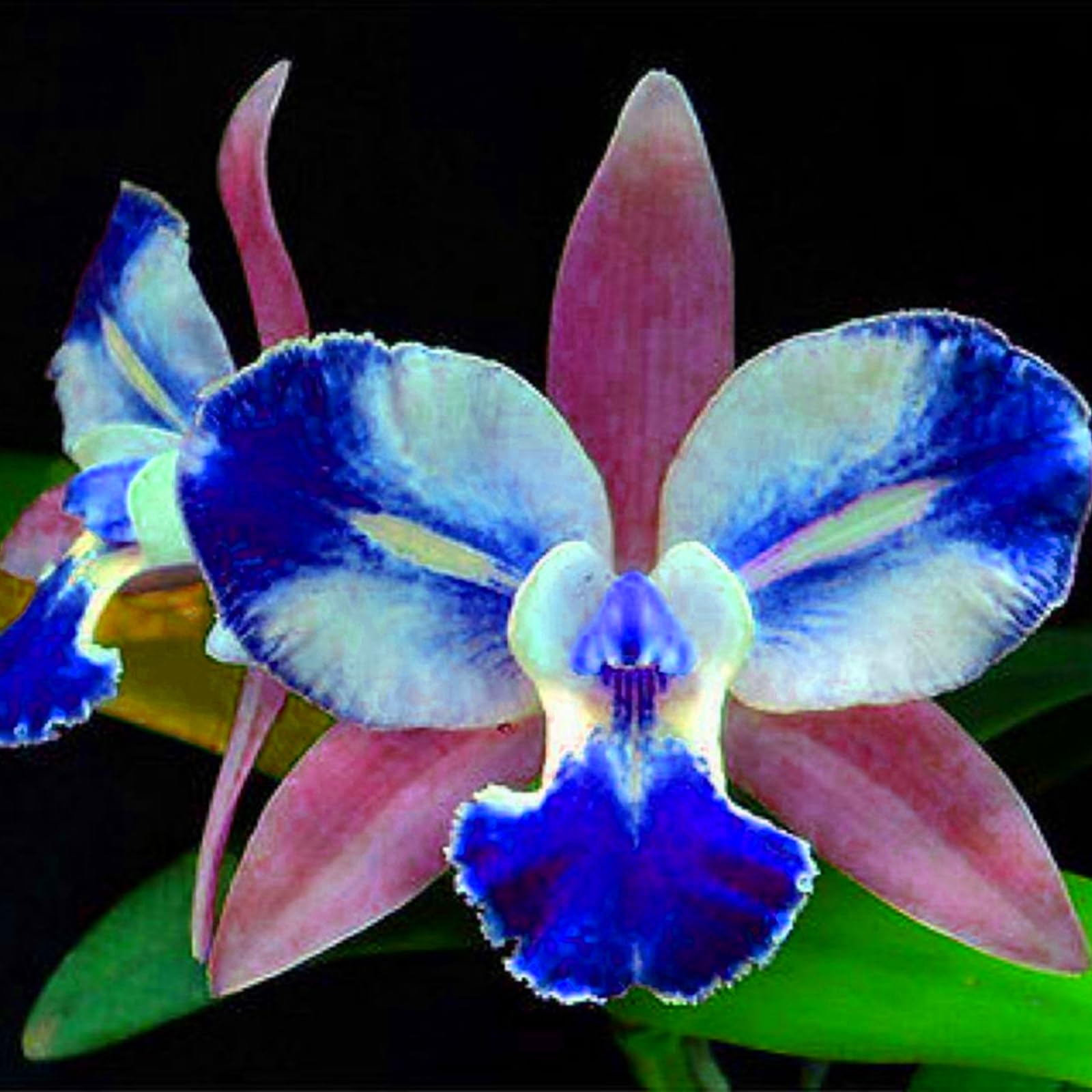 Radiant Cymbidium Orchid Bulbs – Jumbo Blooms for Holiday Displays – Easy-Grow Indoor Flowers, Perfect Decor-8 Bulbs-A