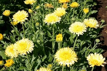 100 Calendula officinalis Pacific Beauty Cream Flower Seeds Edible Pot Marigold - Premium Non-GMO, US Grown Seed, Always Fresh!