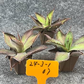 アガベ ボビコルヌータ 限定値下げ セール】アガベ ボビコルヌータ カウズホーン No.002 鉢、送料込